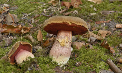 Boleet, gladstelige heksenboleet oud, Boletus queletii