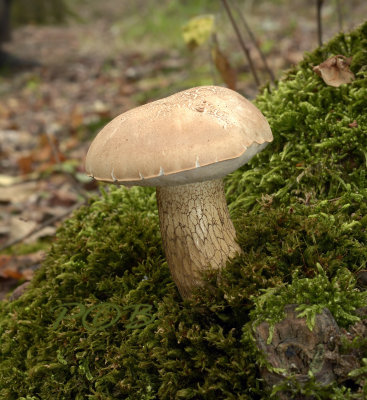 Boleet, bittere boleet, Tylopilus felleus