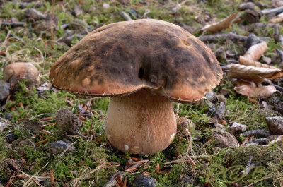 Boletus aereus ( bronskleurig eekh. brd. )