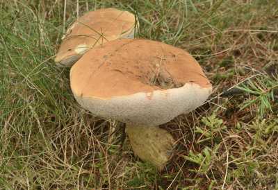 Gyroporus spec.