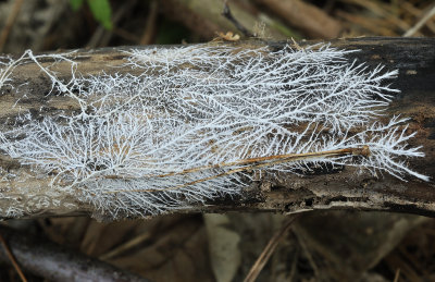 Zwamvlok-mycelium knolhoningzwam
