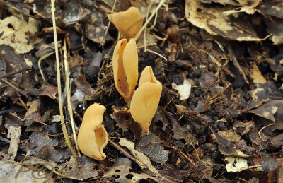 Varkensoor, gewoon Otidea onotica