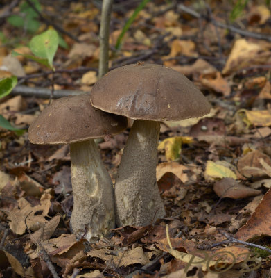 Bruingrijze berkenboleet, Leccinum cyaneobasileucum