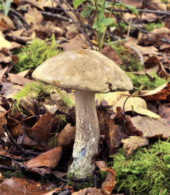 Bonte berkenboleet witte hoed