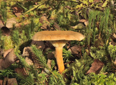 Clitocybe sp. in levend veenmos
