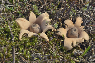 Aardster, Viltige aardster, Geastrum saccatum