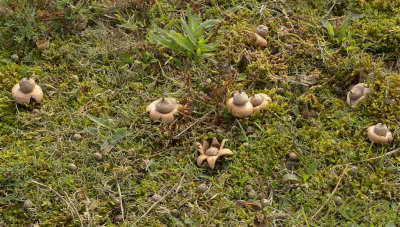 Aardster,  Viltige aardster, Geastrum saccatum