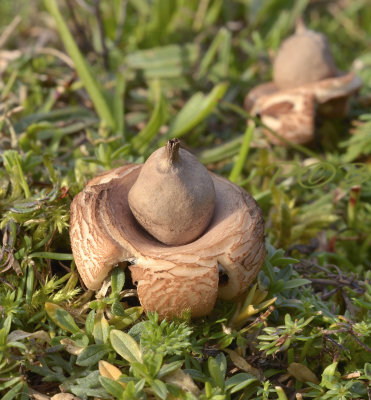 Aardster,  Viltige aardster, Geastrum saccatum