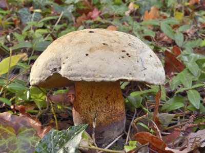 Boletus fechtneri, Bleke boleet