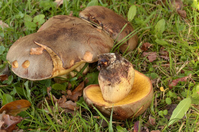 Boleet, goudporie, Boletus impolitus