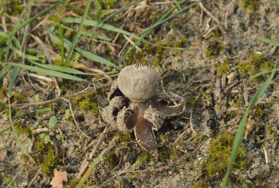 Geastrum schmiddelii