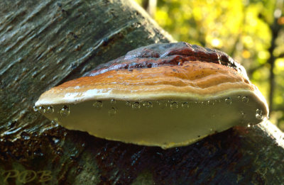 Roodgerande houtzwam, Fomitopsis pinicola