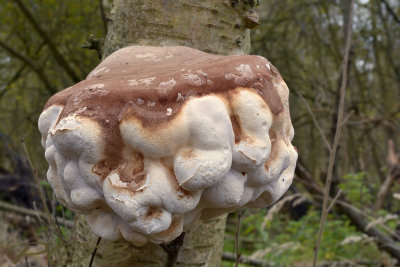 Berkenmoorder-Berkenzwam-Piptoporus betulinus