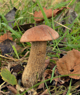Harde populierboleet, Leccinum duriusculum