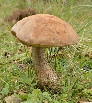 Haagbeukboleet vers, Leccinum griseum