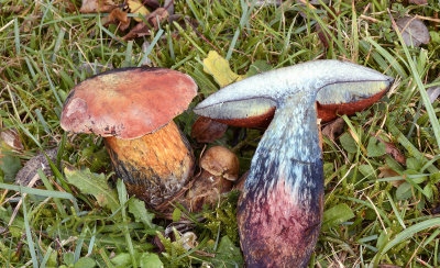 Boletus rhodopurpureus