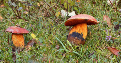Boletus rhodopurpureus