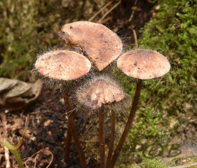 Roestvlekkenmycena, Mycena zephirus