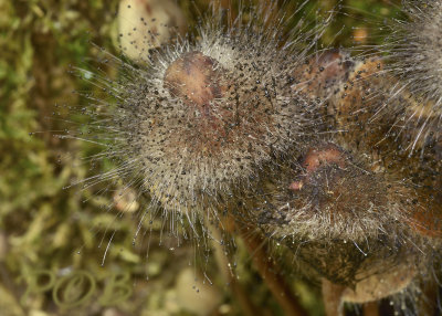 Roestvlekkenmycena met knopschimmel, Spinellus fusiger