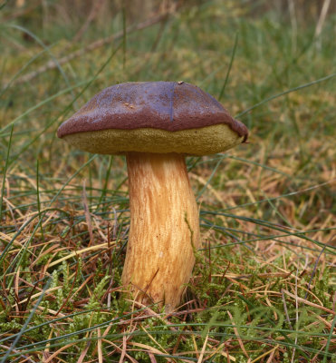 Xerocomus ferrugineus