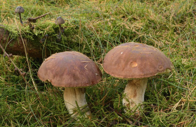 Bruine fluweelboleet, Xerocomus ferrugineus