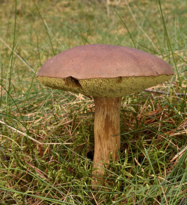 Xerocomus ferrugineus