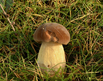 Geel bruine fluweelboleet, Xerocomus