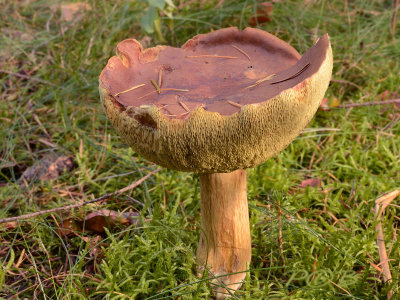 Xerocomus ferrugineus