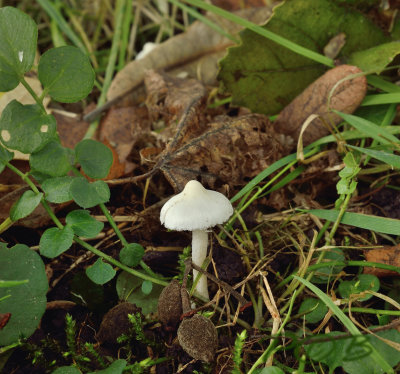 Vezelkop, witte satijnvezelkop