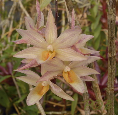 Dendrobium cymboglossum