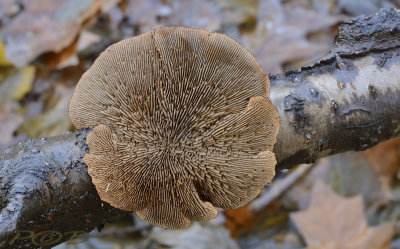 Geelbruine plaatjeshoutzwam