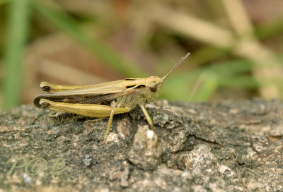 Wekkertje, Omocestus viridulus, meestal groen soms bruin