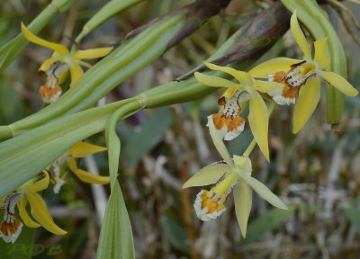 Coelogyne lentiginosa