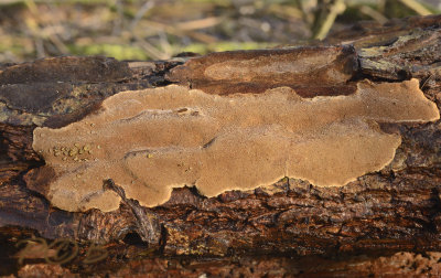 Fuscoporia ferruginosa