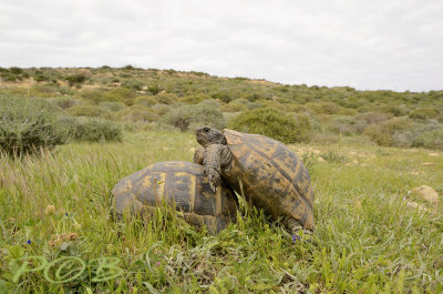 Landschildpadden zojuist ontwaakt