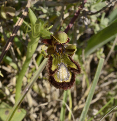 Ophrys speculum ssp. speculum, hypochromatic 