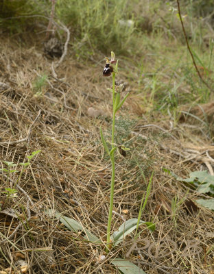 Ophrys reinholdii, habitat