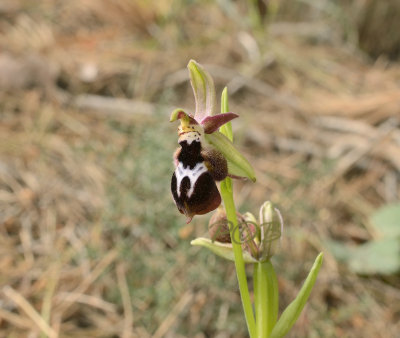 Ophrys reinholdii ssp. strausii