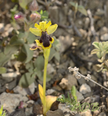 O.  fusca ssp. blitopertha