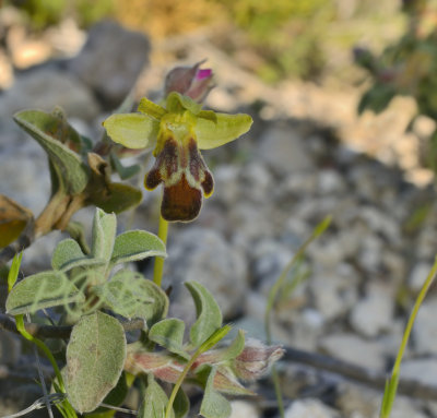 O.fusca ssp. calocaerina