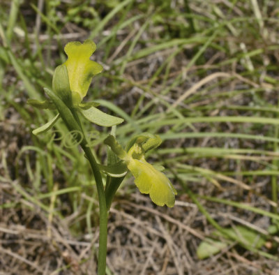 Ophrys blitopertha, Hypochromatic