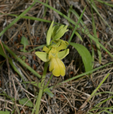 Ophrys blitopertha, Hypochromatic