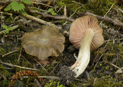Sleedoornsatijnzwam, Entoloma sepium