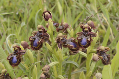 Ophrys speculum  (spiegelorchis)