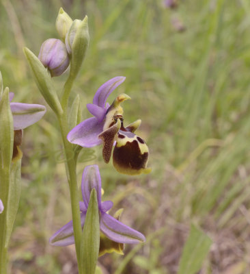 Ophrys Calypsus var. scolopaxoides