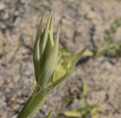 Serapias parviflora, wit