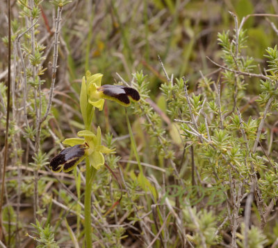 O. fusca ssp. persephonae