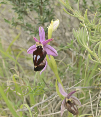 Ophrys ferrum-equinum ssp. labiosa