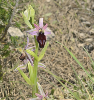 Ophrys gottfriediana