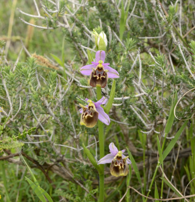 Ophrys helios